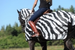 bucas / Buzz-Off Riding Zebra