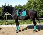 Eskadron / Capri-Darknavy-Pink-Smaragdgreen-Orange-White