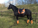 Eskadron / Darknavy-Pink-Smaragdgreen-Orange-White