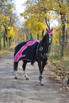 Eskadron / Darknavy-Pink-Smaragdgreen-Orange-White