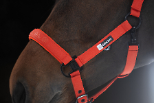 Eskadron / Dynamic Black-Deep Green-Poppy Red-White