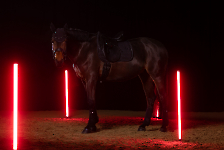 Eskadron / Dynamic Black-Deep Green-Poppy Red-White