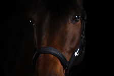 Eskadron / Dynamic Black-Deep Green-Poppy Red-White