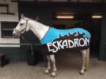 Eskadron / Choco-Petrol-Marone-Creme