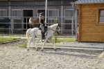 Eskadron / Darkred-Petrol-Vanilla-Walnut-Black-White