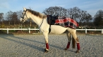 Eskadron / Darkred-Petrol-Vanilla-Walnut-Black-White
