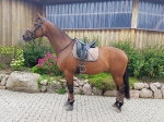 Harry's Horse / Flextrainer Cannes Braun