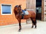 Harry's Horse / Flextrainer Cannes Braun