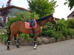 Harry's Horse / Flextrainer Grau