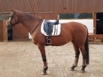 Harry's Horse / Flextrainer Taupe