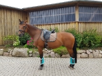 Harry's Horse / Flextrainer Türkis
