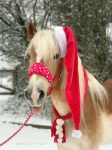 Harry's Horse / Snowflake Rot