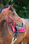 Horze / Royal Equus Rot