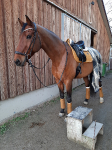 KENTUCKY Horsewear / Saddle Pad Velvet Dressage Senf Gelb