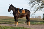 KENTUCKY Horsewear / Saddle Pad Velvet Dressage Senf Gelb 