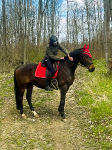 KENTUCKY Horsewear / Velvet Dressage Red 