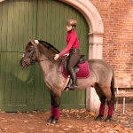 KENTUCKY Horsewear / Velvet Fuchsia 