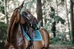 KENTUCKY Horsewear / Saddle Pad Velvet Jumping Emerald