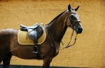 KENTUCKY Horsewear / Saddle Pad Velvet Jumping Mustard