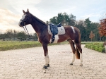 KENTUCKY Horsewear / Pied-de-Poule Beige 