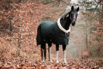 KENTUCKY Horsewear / Show Rug Dark Green