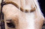 Equine Concept / Stirnriemen Pearls Braun-Gold