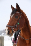 Horseware / Rambo Micklem Competition Deluxe Braun