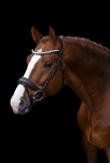 SD Design / Crown Mystery Bridle