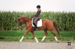 Healthy Horse / Classico Schwarz
