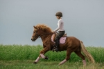 Healty Horses / Classico Braun
