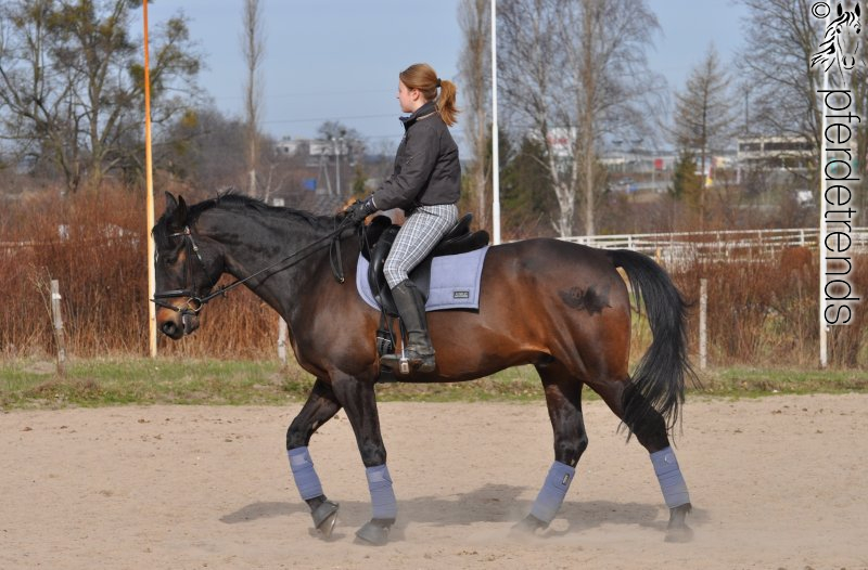 ANKY Schabracke Check Pearl Dressage Size DR Full